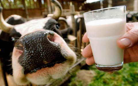 Рязанцы выбрали королеву красоты среди коров