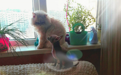 Мартовский кот: Шкет, Фантик, Милок и другие звери читателей ProГорода