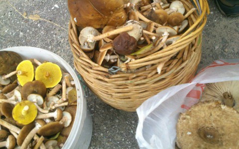 Рязанцы установили рекорд на фестивале "В Рязани-грибы с глазами"