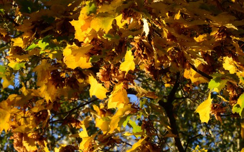 Бабье лето заглянуло - в понедельник будет 18-21 тепла