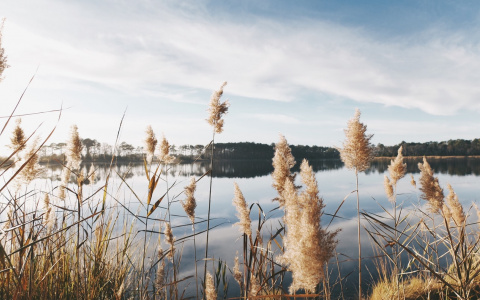 В Рязанской области планируют очистить Ласковское озеро