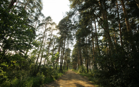 Установлен особый противопожарный режим: в Рязанской области запретят въезжать в лес