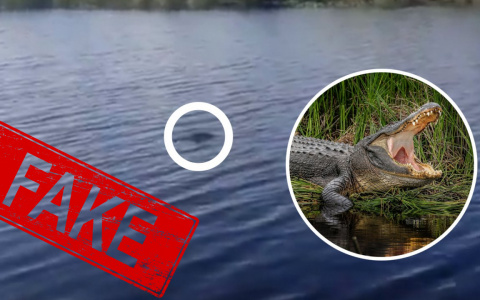 «Как появился крокодил в Оке»: мужчина рассказал историю появления видео