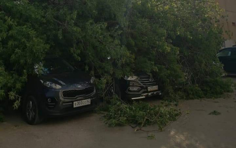 На парковке в Рязани на автомобили рухнуло дерево