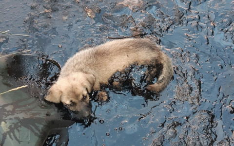 В Касимовском районе в лужах битума тонули щенки