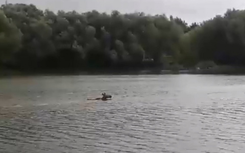В парке ЦПКиО лосиха переплывает Рюминский пруд. Видео
