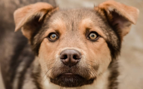 Найди себе друга: в Лесопарке пройдет выставка бездомных собак