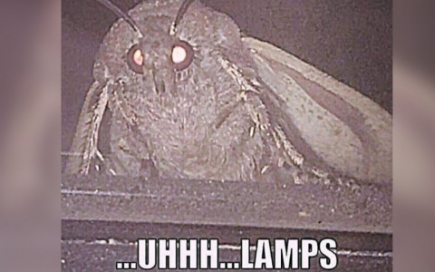 Тест на эрудицию: почему мотыльки летят на свет лампы и многое другое