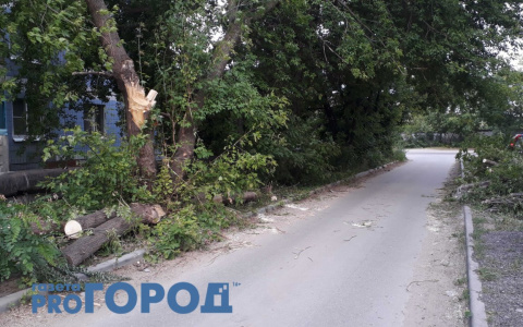 Коммунальщики распилили упавшее дерево на Тимакова