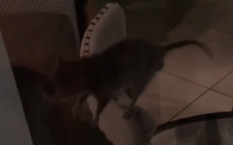 В "Премьере" сняли на видео крысу: примечательно, что бегала она по ресторану