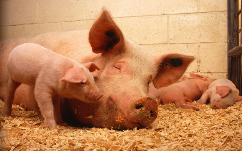 Россельхозбанк поддерживает выход российских свиноводов на китайский рынок