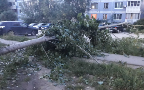 На улице Новосёлов сильный ветер снёс дерево
