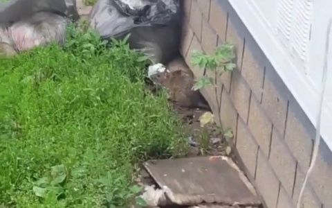 Еще один питомец в общепите: рязанцы засняли на видео крысу возле шаурмичной