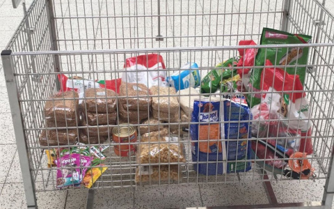 Как помочь животным по пути за покупками: благотворительная акция от волонтеров