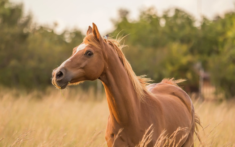 В Рязанской области лошадь пробила голову семилетнему мальчику