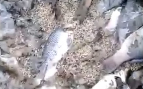 В Старожиловском районе из-за массового спуска воды погибла рыба