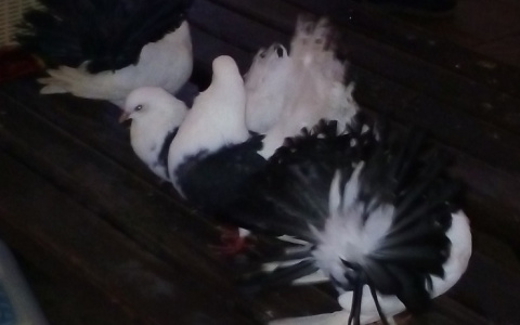 Соцсети: в центре Рязани работают мошенники с голубями