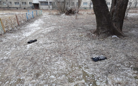 Падеж птиц продолжается: на Новоселов нашли очередные тела
