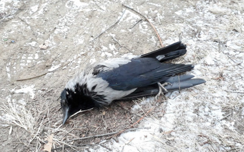 Секретные материалы: рязанские активисты получили отчет орловской лаборатории о мертвых птицах