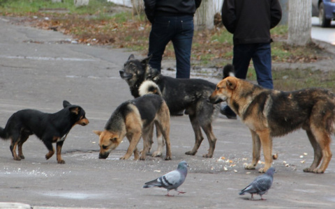 Особо опасны: в Рязани, в районе Канищево обитает свора бездомных собак