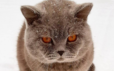 Почти тридцать котиков за раз: фотоподборка с конкурса "Мартовский кот"