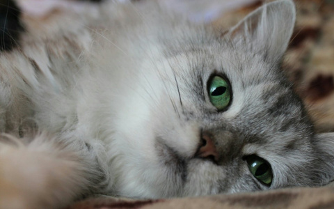 Немного милоты: подборка пушистых любимцев на конкурс  "Мартовский кот"