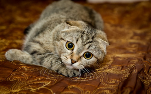 Мартовские коты атакуют: подборка пушистых любимцев читателей ПРО Города