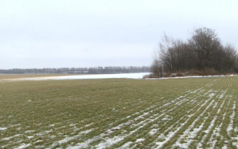 Эксперт о теплой зиме: Рязанские озимые теперь полностью зависят от погоды весной и летом