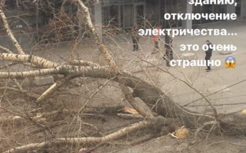 Погода не щадит: возле ТРЦ "Виктория Плаза" рухнуло дерево
