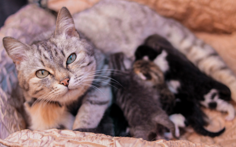 Немного милоты: история одной рязанской кошки, которая приютила чужих котят