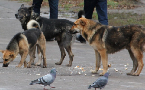 Опасная свора: собаки терроризируют рязанцев на Военных Автомобилистов