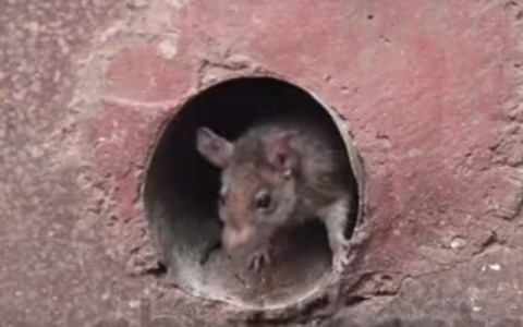 Средневековье в Дягилеве: жители улицы Белякова просят избавиться от крыс
