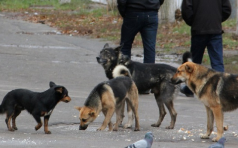 Народный контроль:  на Мичурина снова поселилась стая собак