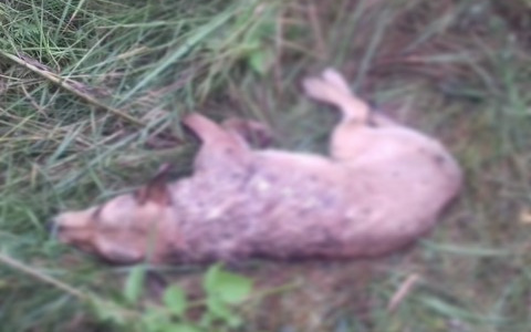 Под Рязанью догхантер пристрелил собаку с щенками: убийцу нашли
