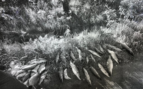 Убили рыбу электроудочкой: в Рыбновском районе полицейские задержали браконьеров из Азии