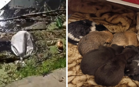 Завернули в мешок и выбросили: в пруду возле микрорайона Голенчино нашли семеро щенят