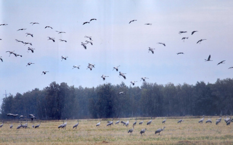Виноваты химикаты: в Шиловском районе редкие птицы находятся под угрозой исчезновения