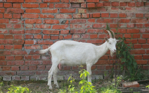 Агрессивная коза: в рязанском селе объявили карантин по бешенству