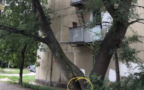 Ствол уже почти сгнил: на Трудовой в Рязани аварийное дерево висит на проводах