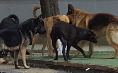 Отбивались ведром: прокуратура проверит историю с нападением собак на женщин в Сараевском районе