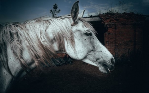 “Выкупили у мясника”: рязанский фотограф организовал выставку, посвященную спасенным лошадям