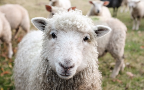 Больные овцы: рязанских фермеров предупредили об оспе у мелкого рогатого скота