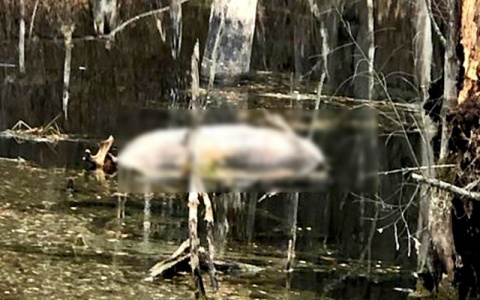 Наглотался воды: в Рязанской области в пруду утонул лось