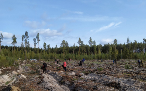 Восстанавливаем лес: в Рязанской области волонтеры высадили более 270 сосен