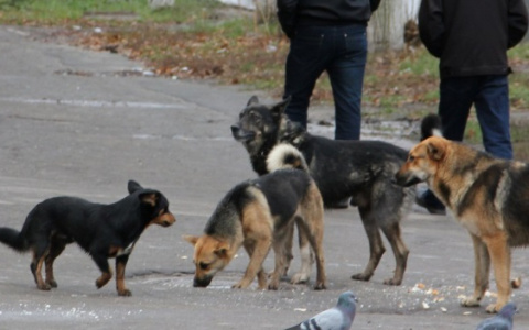 Народный контроль: на школьников нападают бродячие собаки