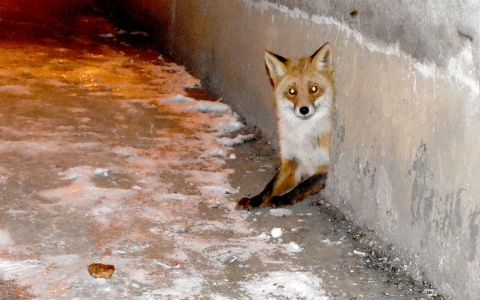 Необычный сосед: у новомичуринцев в подвале поселилась лиса, теперь ее кормит весь дом