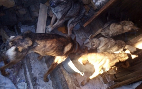 Кошмарная лачуга: пермские волонтеры нашли дом, где мерзли 15 собак и хозяйка