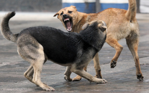 Народный контроль: на Белякова агрессивная собака напала на мужчину