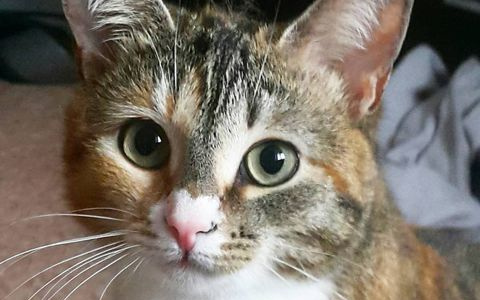 Плюшевые лапки: отдайте голос за лучшего кота