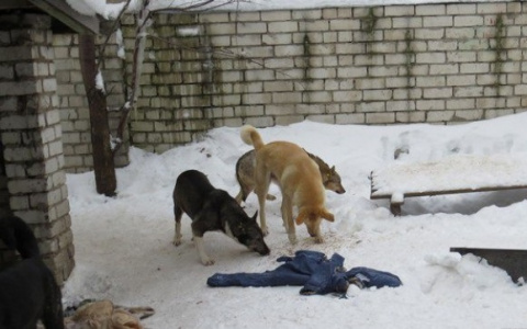 Будет проверка: прокуратура разберется в нападениях собак в Полянах